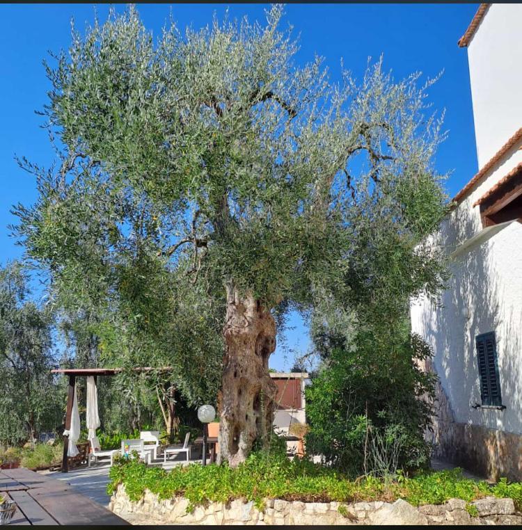 Azienda Agricola B&B Macchiaria Vieste Luaran gambar